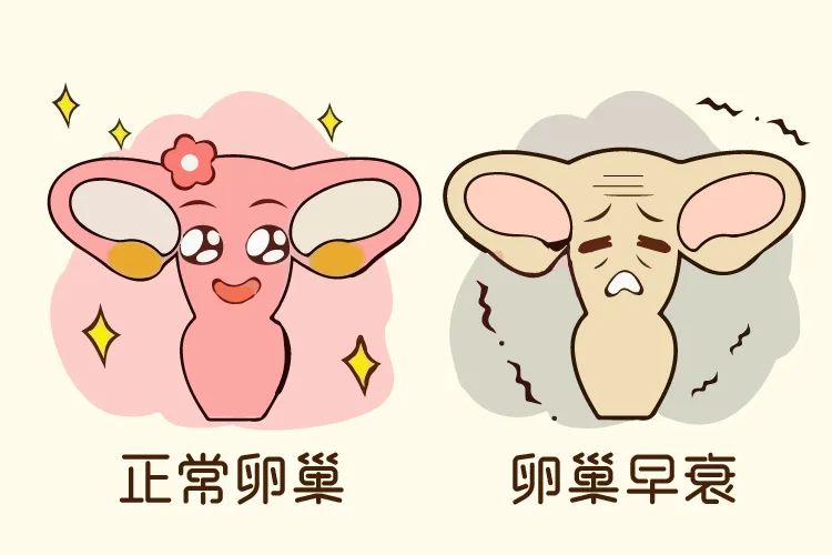 04养卵巢、补气血 