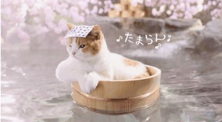 5、睾丸生精功能异常