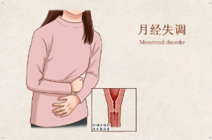 生殖系统